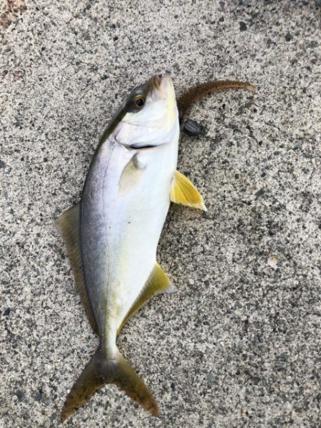 2025 佐渡ヶ島エギング Vol.9【9月14日】