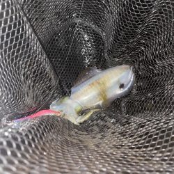 ムラムラチェリー最高！