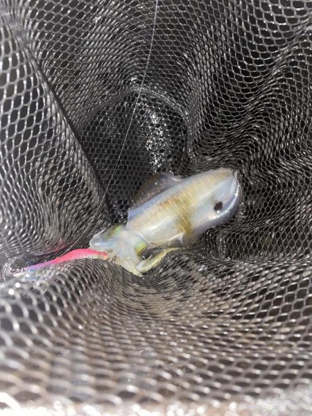 ムラムラチェリー最高！