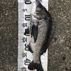 イチノ兄弟、釣果!