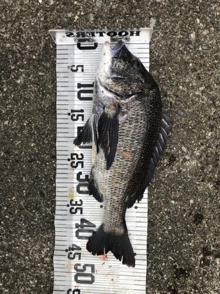 イチノ兄弟、釣果!