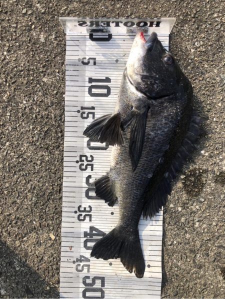 イチノ兄弟、釣果！