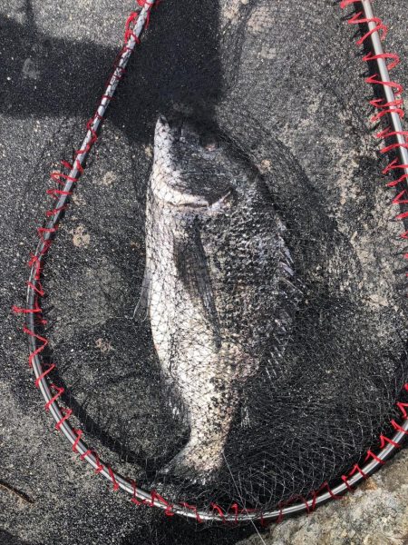 イチノ兄弟、釣果！