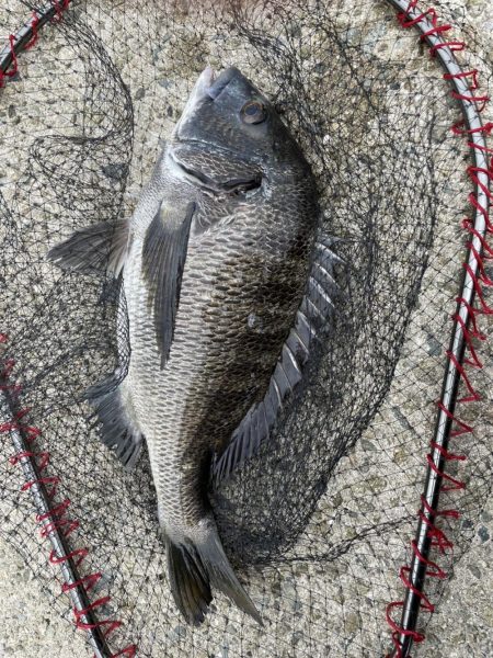 イチノ兄弟、釣果！