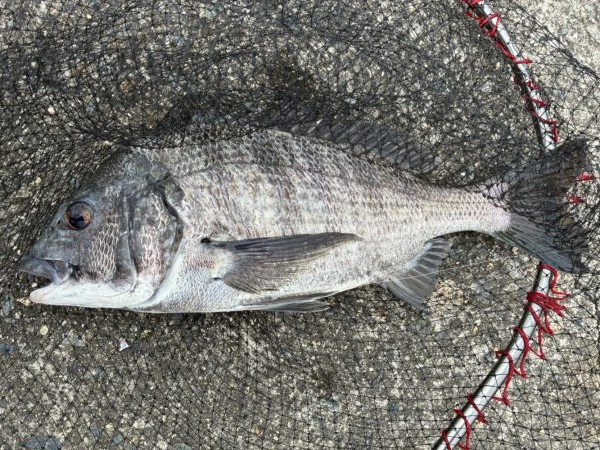 イチノ兄弟、釣果!