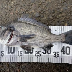 イチノ兄弟、釣果!