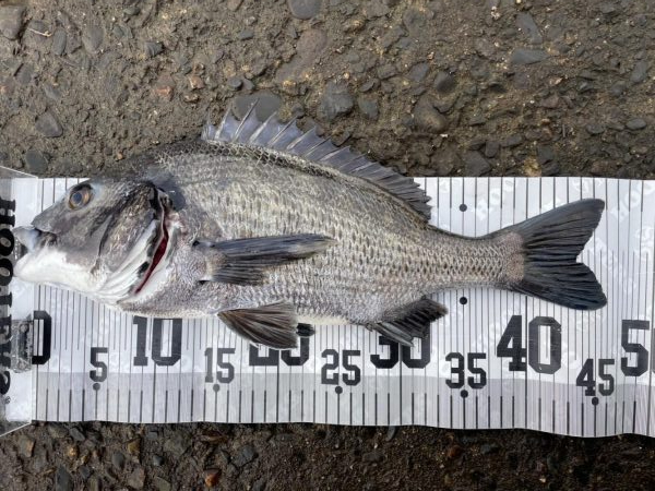 イチノ兄弟、釣果!