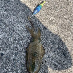 2025 佐渡ヶ島ハタゲーム＆エギング 2回目【8月31日】