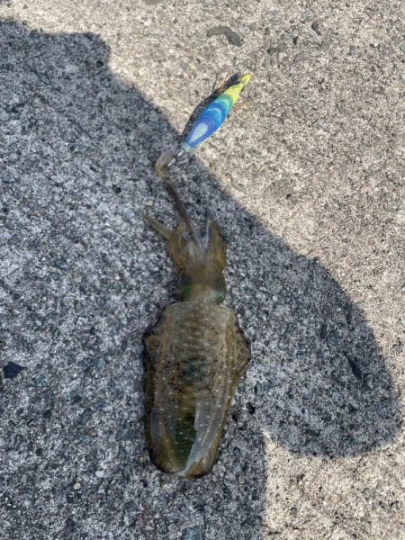 2025 佐渡ヶ島ハタゲーム＆エギング 2…