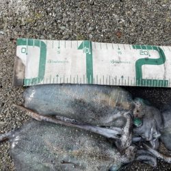 2025 佐渡ヶ島エギング Vol.10　【9月15日】