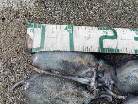 2025 佐渡ヶ島エギング Vol.10　【9月15日】