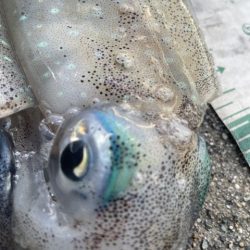 2025 佐渡ヶ島エギング Vol.11【9月17日】