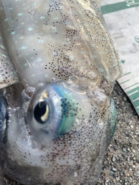 2025 佐渡ヶ島エギング Vol.11【9月17日】