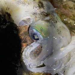 2025 佐渡ヶ島エギング Vol.15【9月22日】