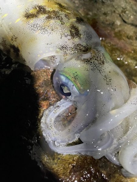 2025 佐渡ヶ島エギング Vol.15【…