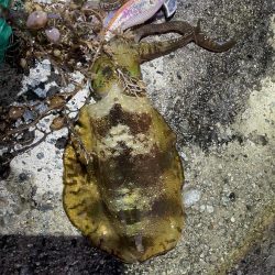 2025 佐渡ヶ島エギング Vol.18【9月26日】