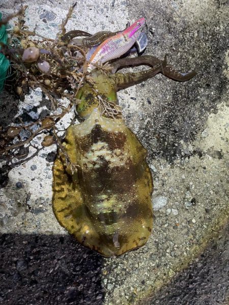 2025 佐渡ヶ島エギング Vol.18【9月26日】