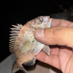 アジングが・・・五目に・