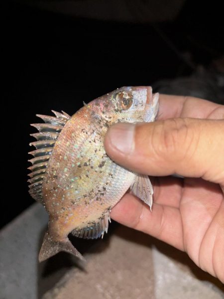 アジングが・・・五目に・