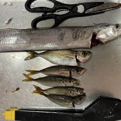 貝塚人工島、太刀魚調査