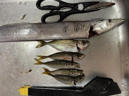 貝塚人工島、太刀魚調査