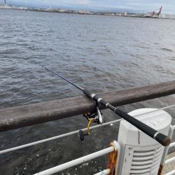 シーサイドコスモ調査