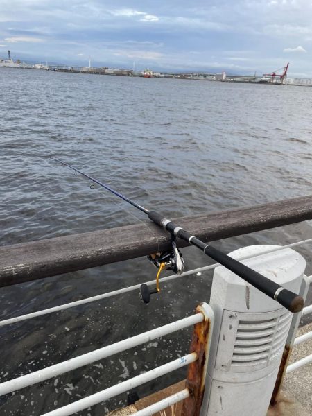 シーサイドコスモ調査