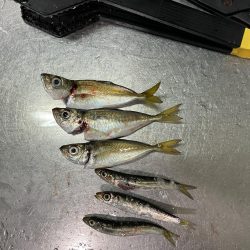 太刀魚・サゴシ調査