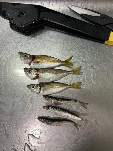 太刀魚・サゴシ調査