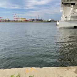 サゴシ調査も鯵のみ