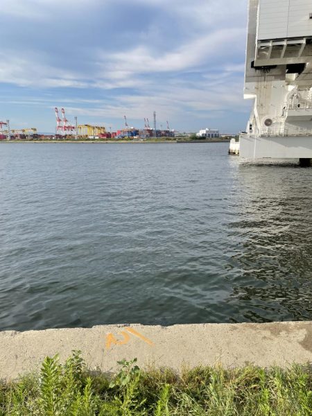 サゴシ調査も鯵のみ