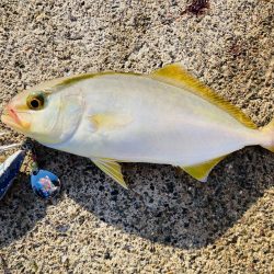 アオハタ自己新