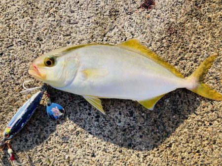 アオハタ自己新