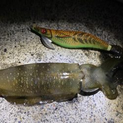 久しぶりの青物ファイト