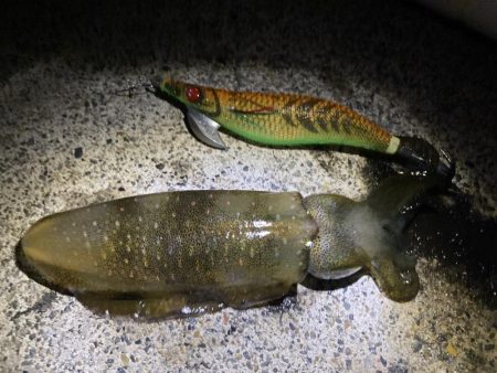 久しぶりの青物ファイト