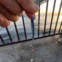 三連休前‥‥魚より人多い