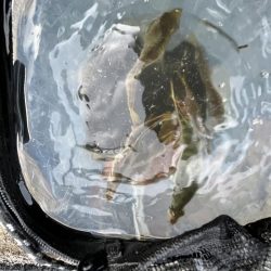 アジ好調!人多め