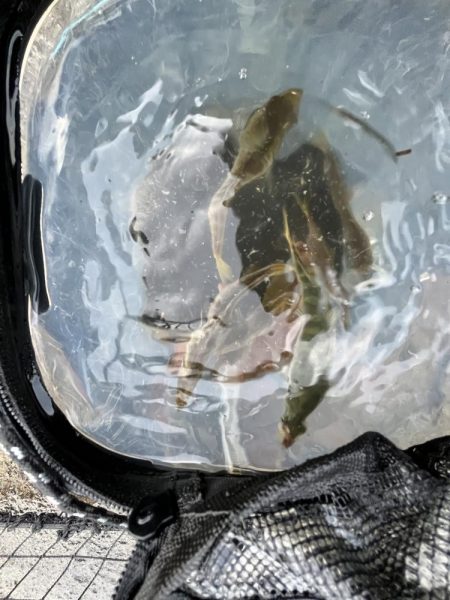 アジ好調!人多め