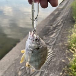 海田河口で黒鯛