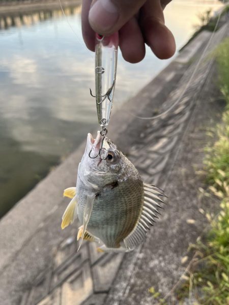 海田河口で黒鯛
