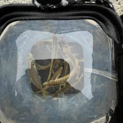 銅付きでサンバ