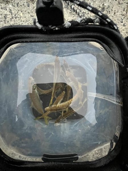 銅付きでサンバ