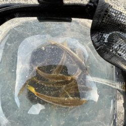 アジしか勝たん