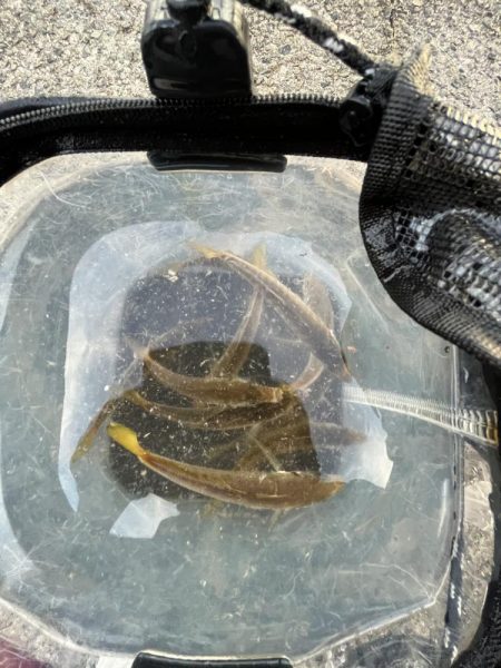 アジしか勝たん