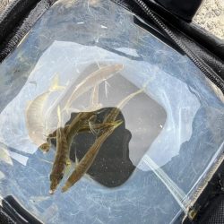 アジしか勝たん2