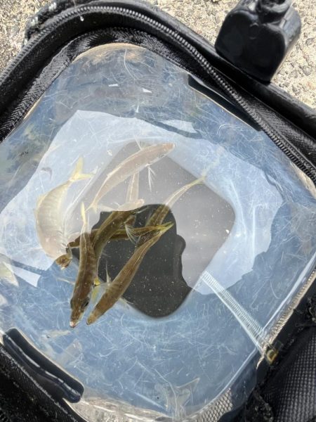 アジしか勝たん2