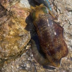 2025 佐渡ヶ島エギング Vol.4【9月6日】