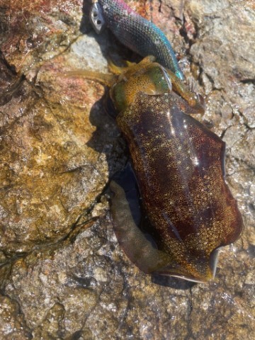 2025 佐渡ヶ島エギング Vol.4【9…