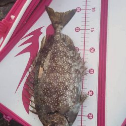 和歌山市江（吉丸渡船）で磯夜釣り