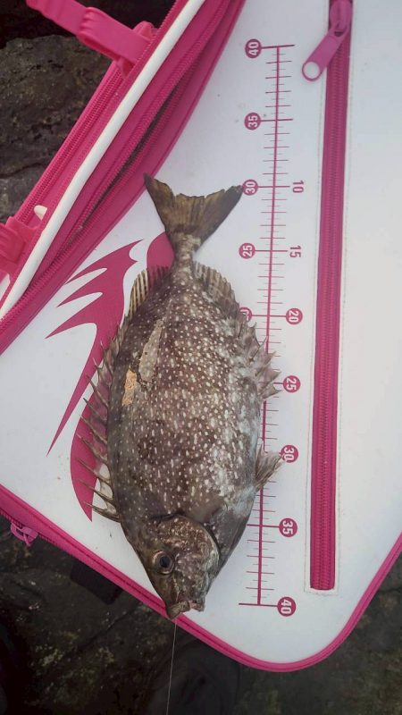 和歌山市江（吉丸渡船）で磯夜釣り